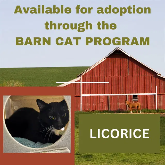Licorice - Domestic Short Hair