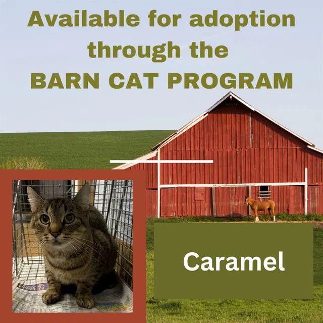 Caramel - Domestic Short Hair