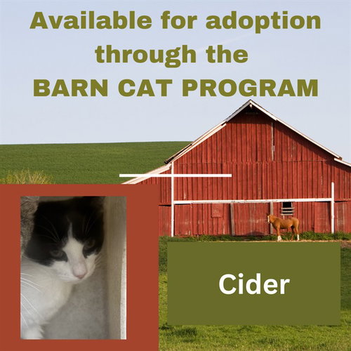 CIDER