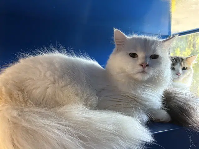 Lumiere - Domestic Long Hair