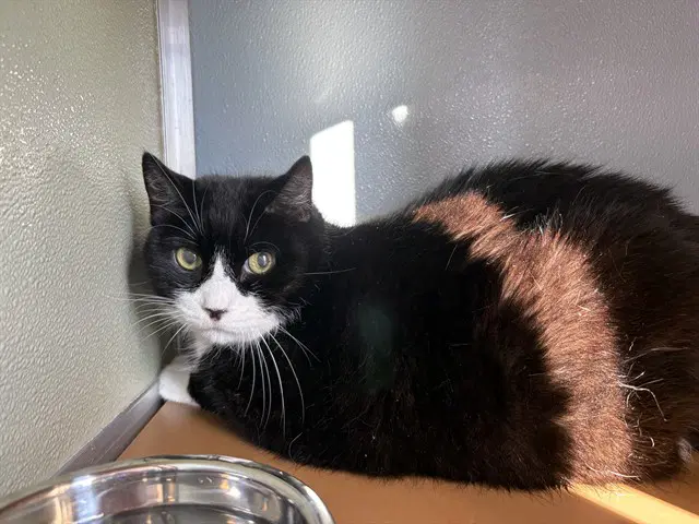 Dracula - Domestic Short Hair