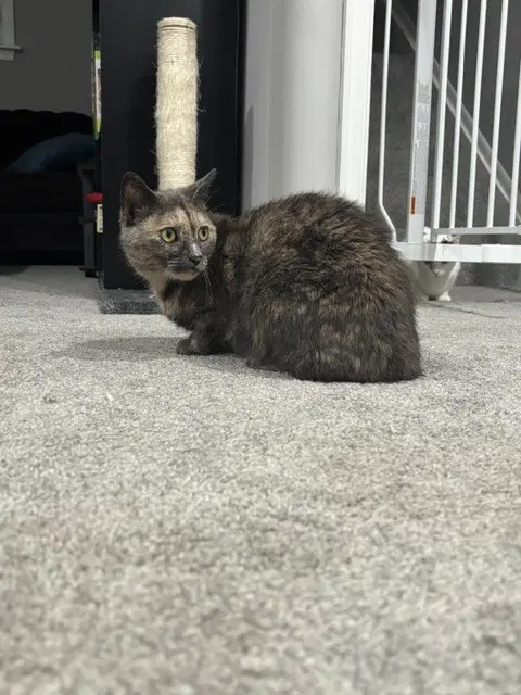 Asha - Domestic Short Hair