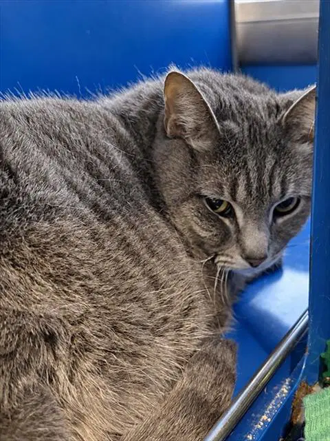 Misty - Domestic Short Hair