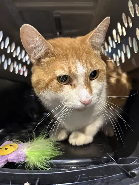Pumpkin - Domestic Short Hair
