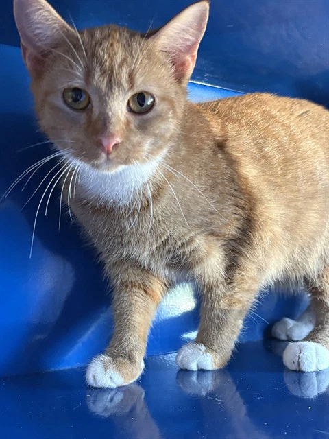 Pumpkin Pie