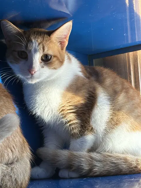 Candy Corn - Domestic Short Hair