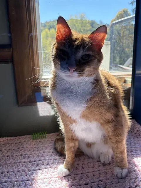Simon - Domestic Short Hair