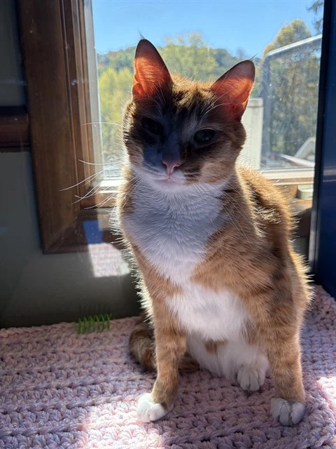 Simon