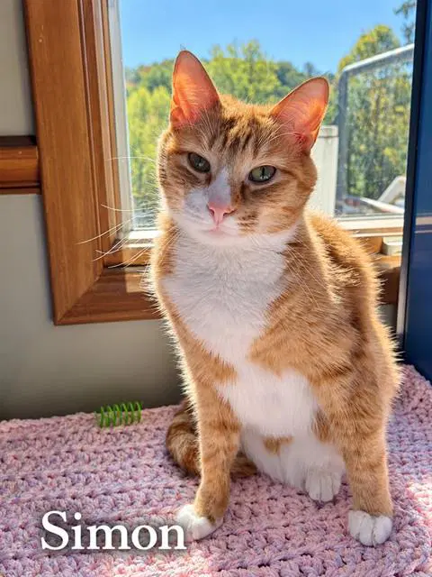 Simon - Domestic Short Hair