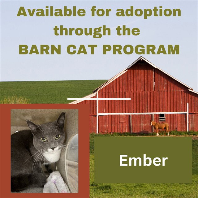 EMBER BARN CAT