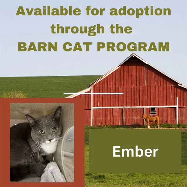 Ember Barn Cat