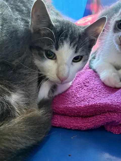 Louie - Domestic Short Hair