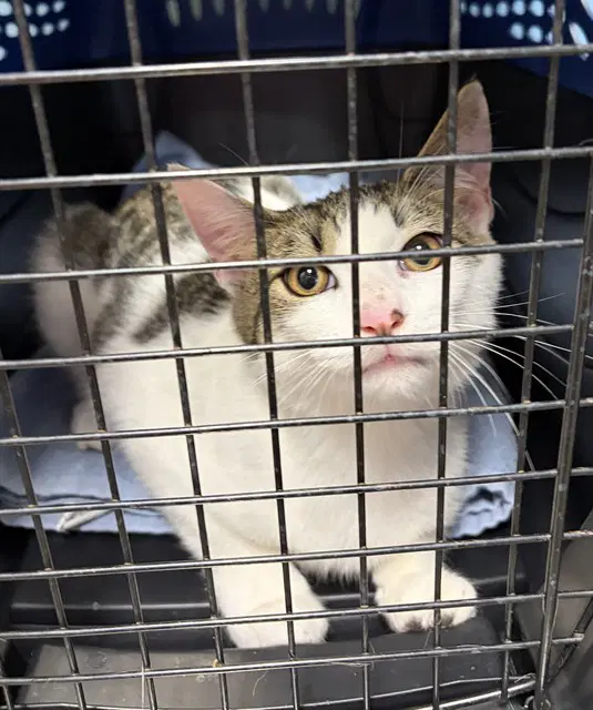 Ludo - Domestic Short Hair