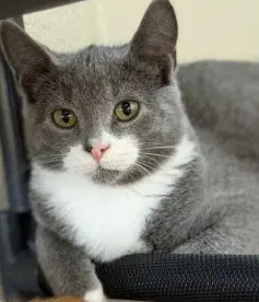 Samurai - Domestic Short Hair