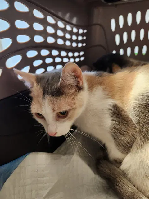 Lorelai - Domestic Short Hair