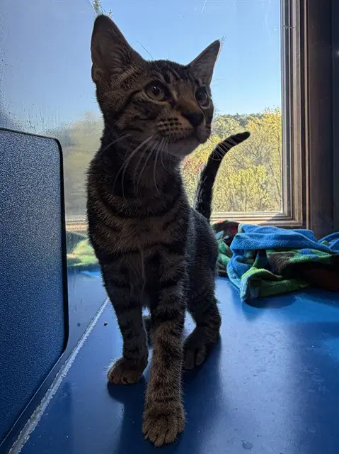 Axel - Domestic Short Hair