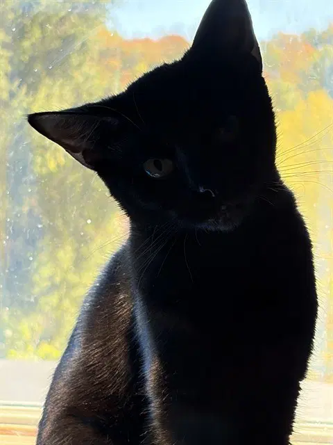Bean - Domestic Short Hair