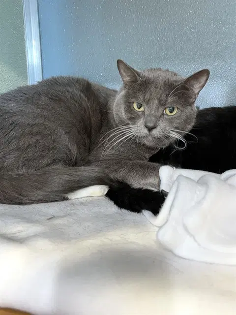 Gandalf - Domestic Short Hair