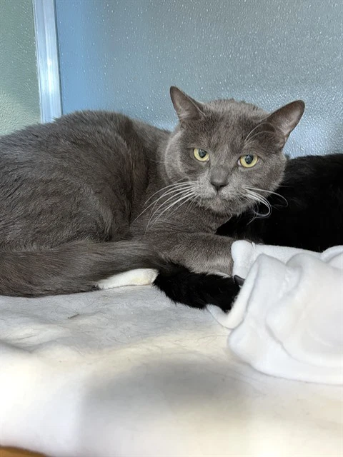 Gandalf