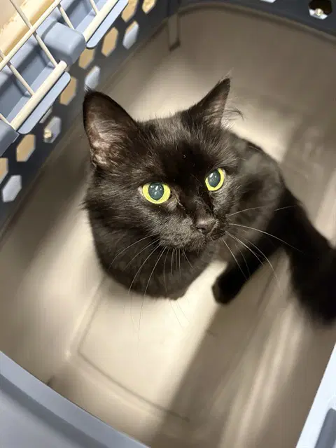 Batty - Domestic Medium Hair