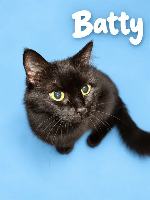 Batty - Domestic Medium Hair