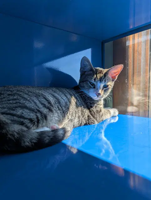 Sherlock - Domestic Short Hair