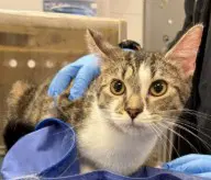 Cutie Patootie - Domestic Short Hair