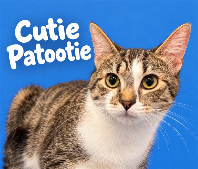 CUTIE PATOOTIE