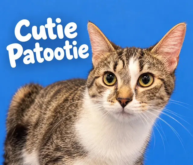 Cutie Patootie - Domestic Short Hair