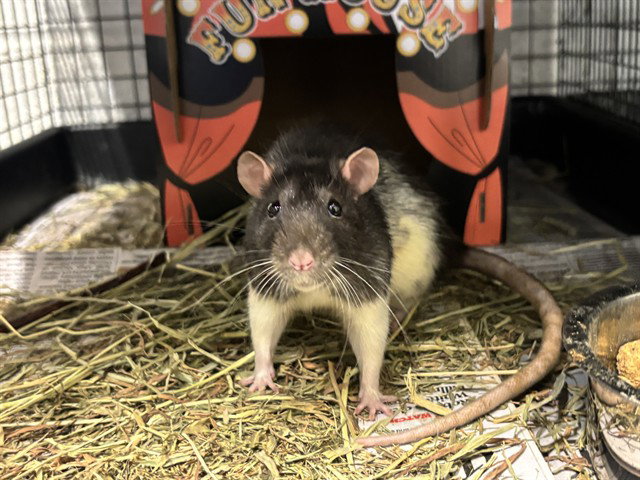 PENNY