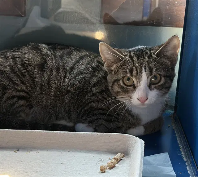 Butternut - Domestic Short Hair