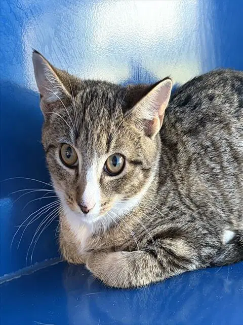 Hubbard - Domestic Short Hair