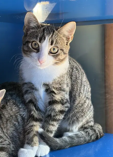 Acorn - Domestic Short Hair