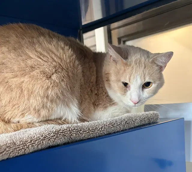 Dooby - Domestic Short Hair