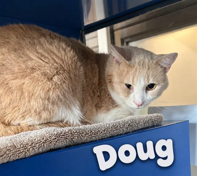 Dooby - Domestic Short Hair