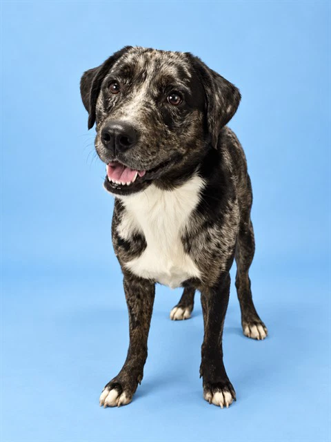 Milo