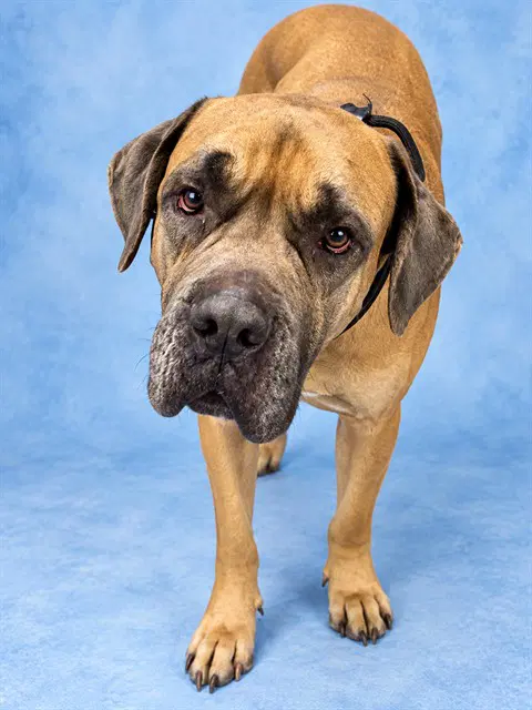 Bane - Cane Corso Mastiff
