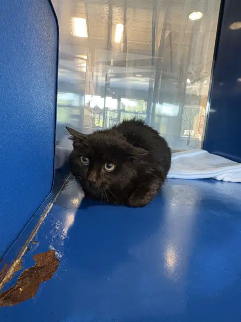Barnacle Boy - Domestic Short Hair