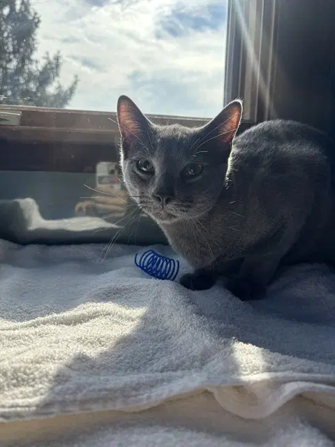 Momo - Domestic Short Hair