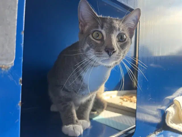 Appa - Domestic Short Hair