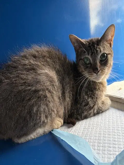 Winnie - Domestic Short Hair