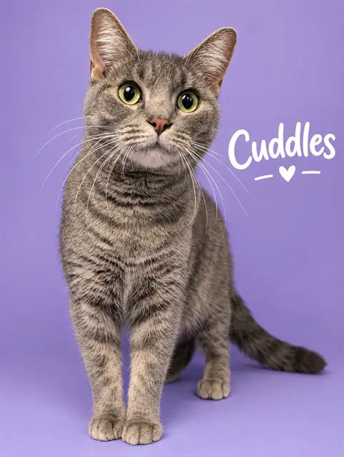 Cuddles - Domestic Short Hair