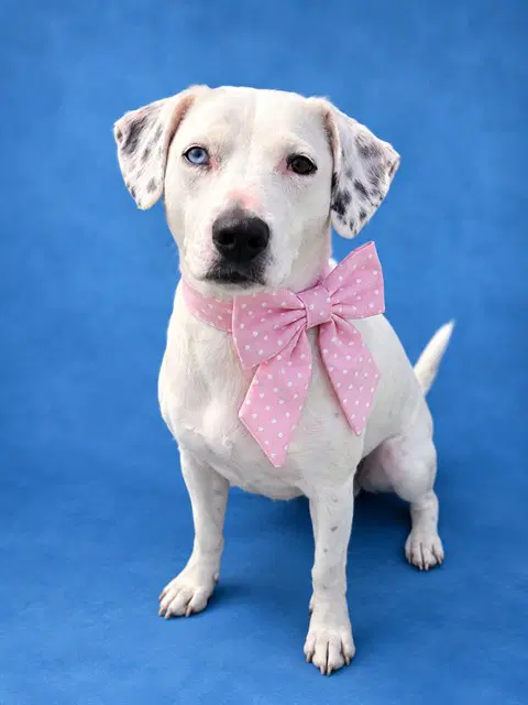 Jolie - Dalmatian