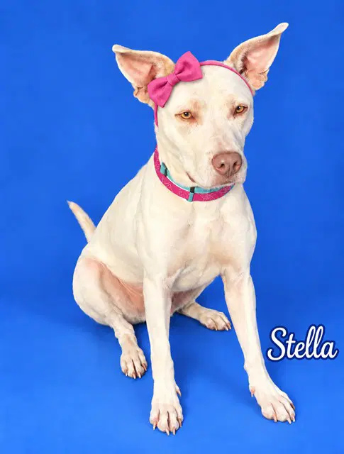 Stella image 1