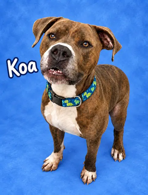 Koa image 1