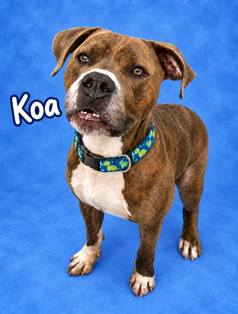 Koa