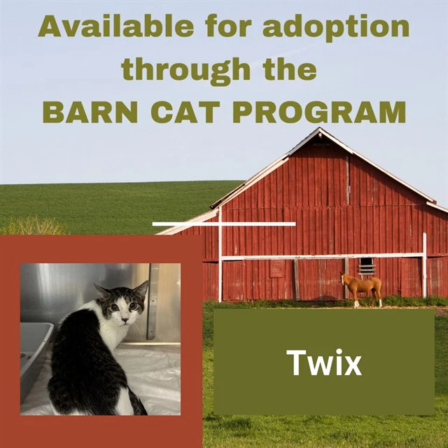 Twix Barn Cat