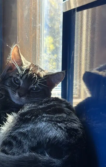 Ron - Domestic Short Hair