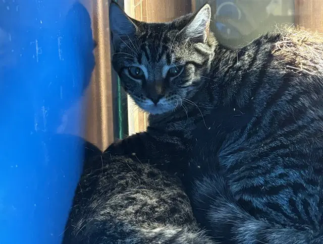 George - Domestic Short Hair
