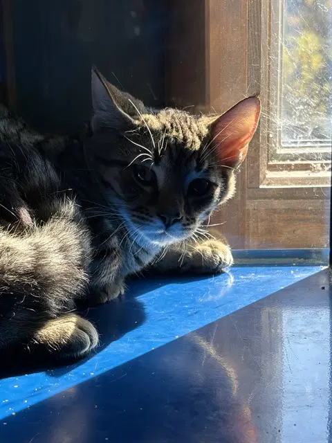 Harry - Domestic Short Hair